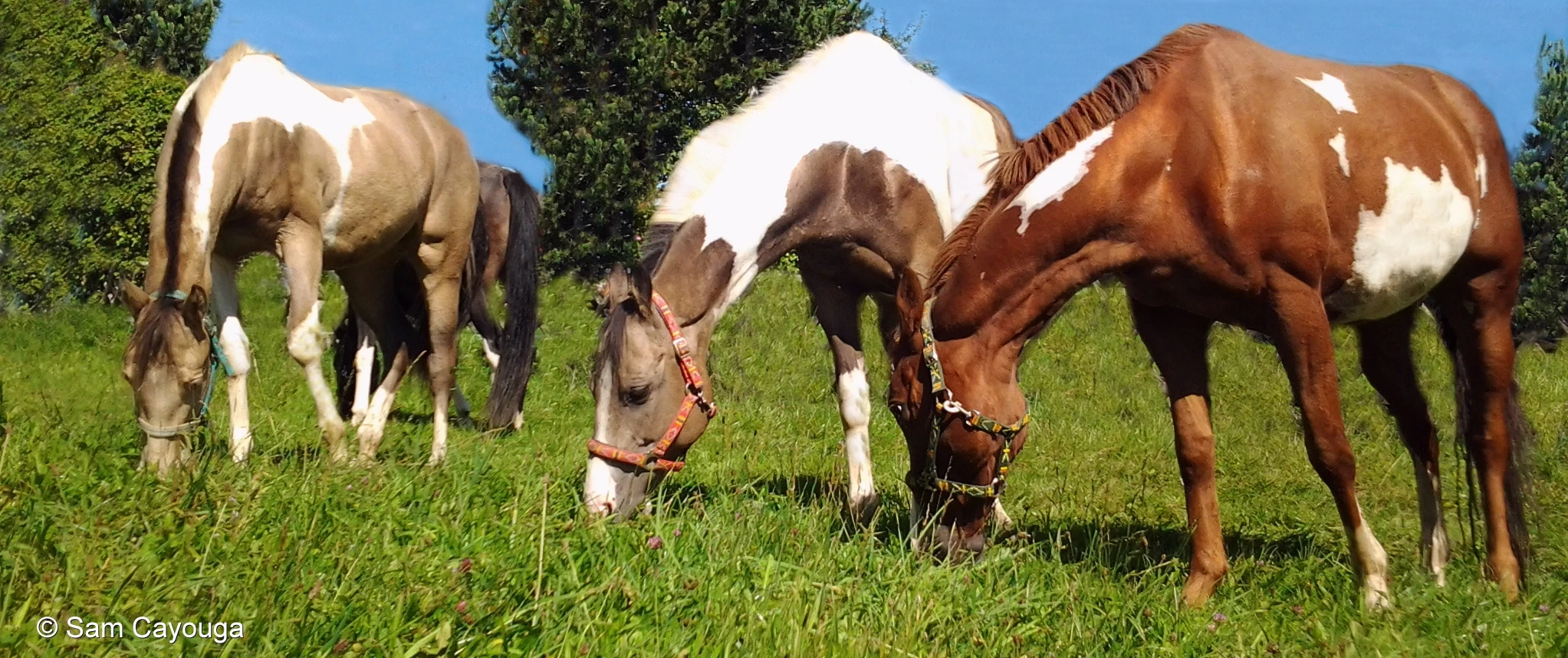 Meine American Paint Horses American Paint Horses auf der Weide